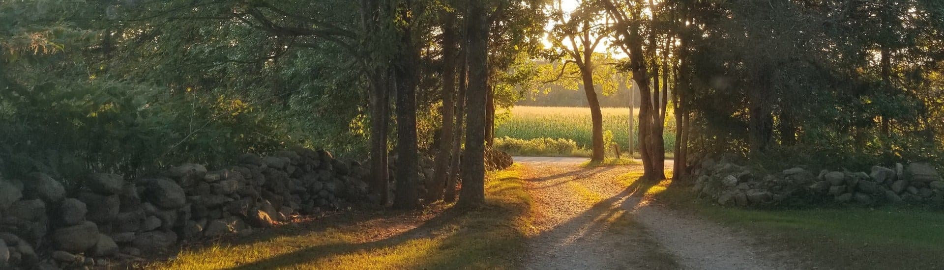 Peaceful woodland at White Tail Resort