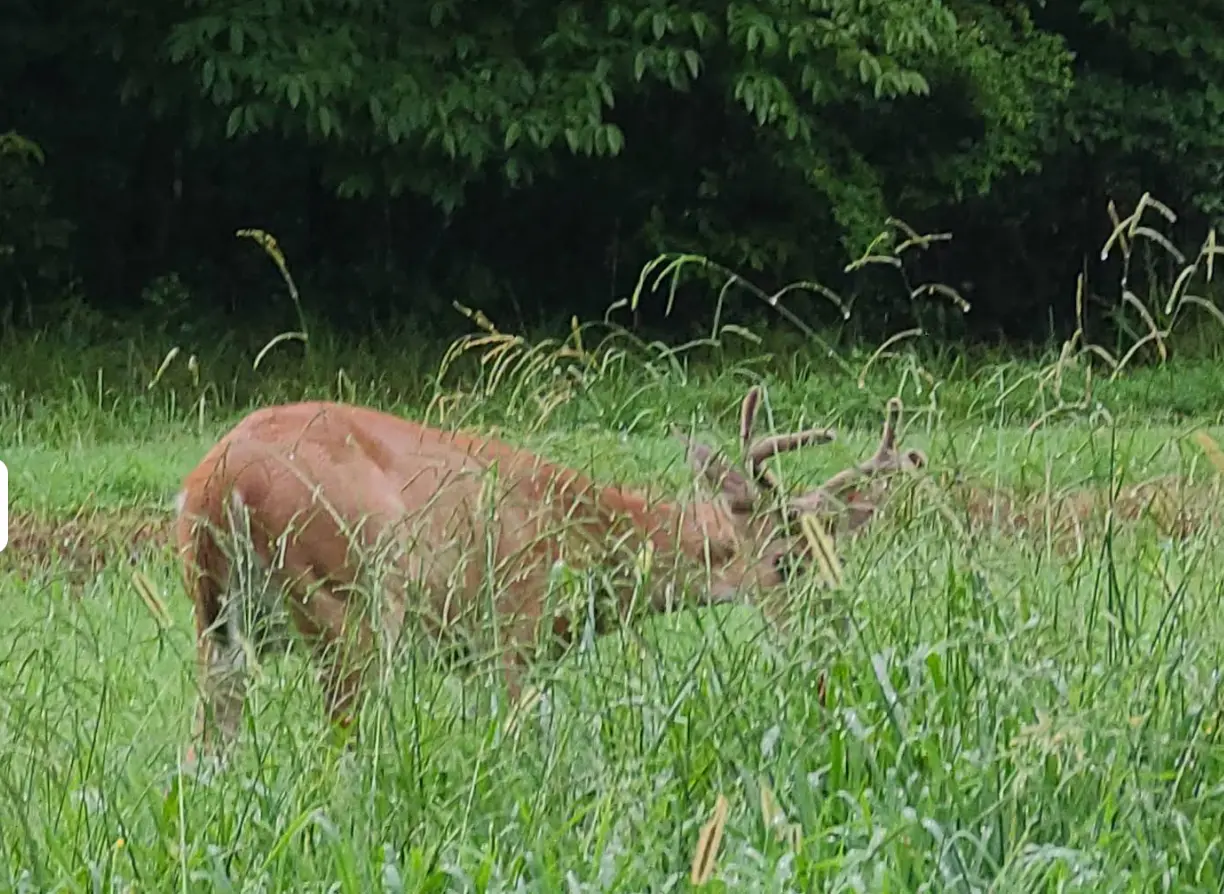 White-tailed buck with velvet antlers standing in the summer meadow at White Tail Resort